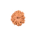 11 Mukhi Rudraksha Beads