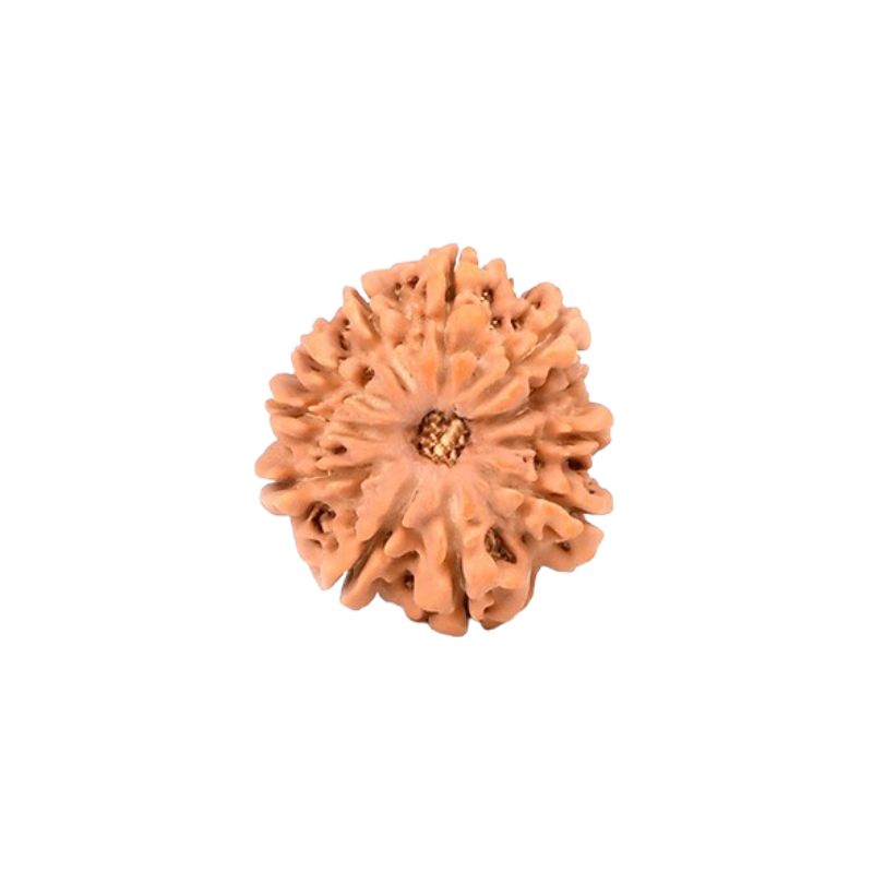 11 Mukhi Rudraksha Beads