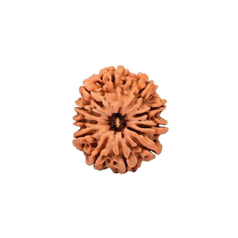 11 Mukhi Rudraksha Beads