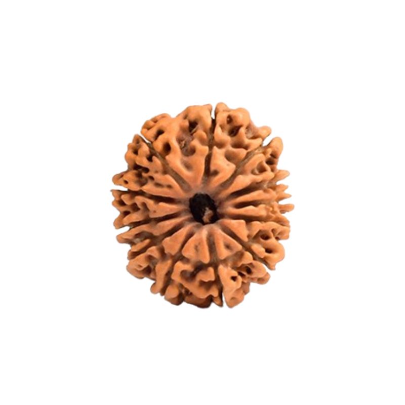 12 Mukhi Rudraksha Beads