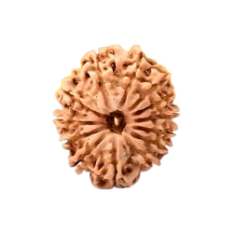 13 Mukhi Rudraksha Beads