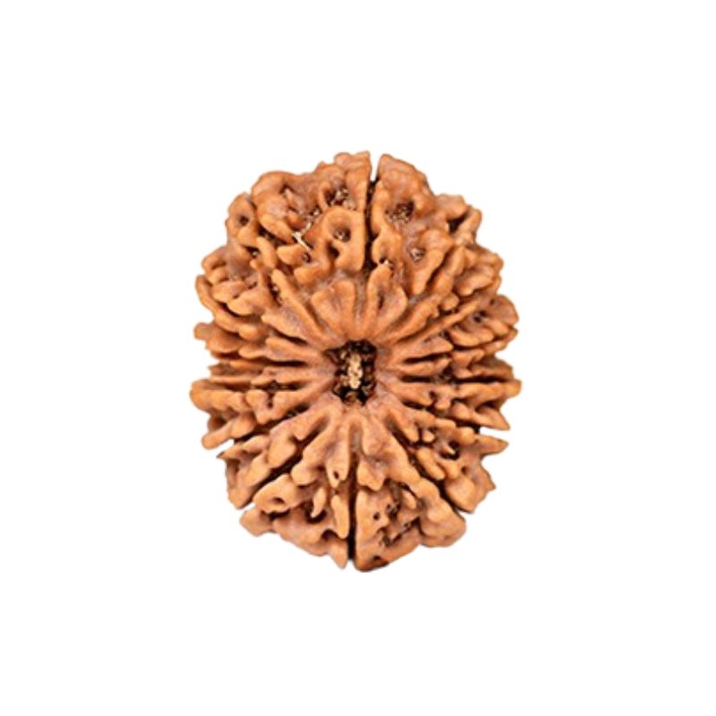 14 Mukhi Rudraksha Beads