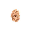 15 Mukhi Rudraksha Beads