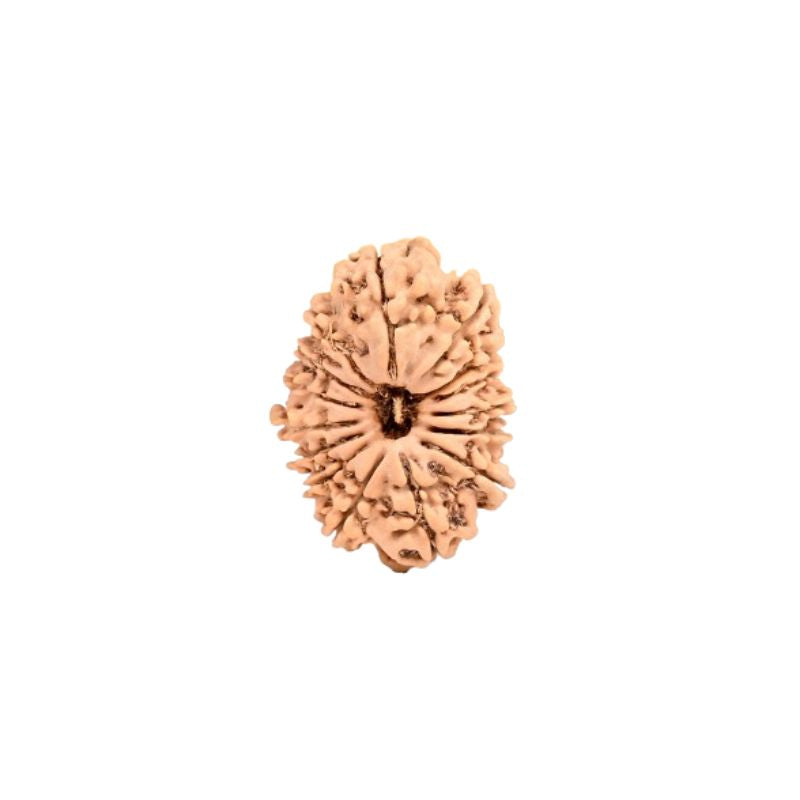 15 Mukhi Rudraksha Beads