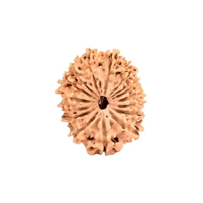 16 Mukhi Rudraksha Beads
