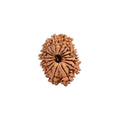 17 Mukhi Rudraksha Beads
