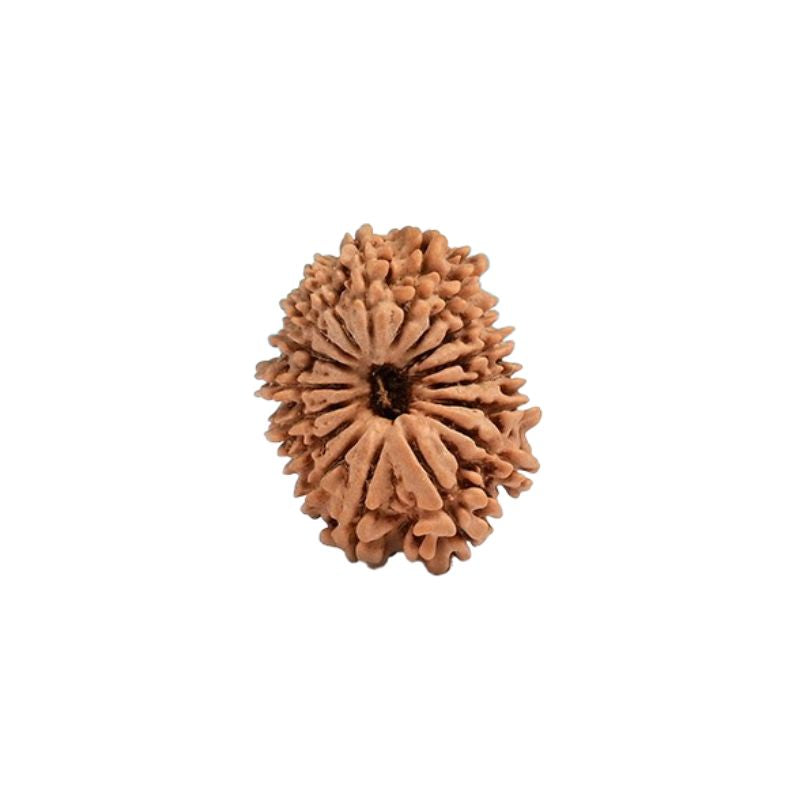 17 Mukhi Rudraksha Beads