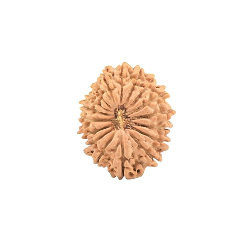 17 Mukhi Rudraksha Beads