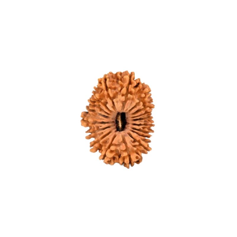 18 Mukhi Rudraksha Beads