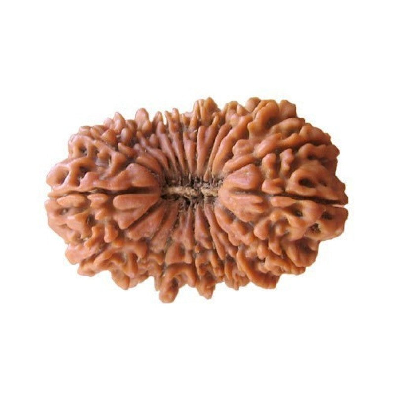 19 Mukhi Rudraksha Beads