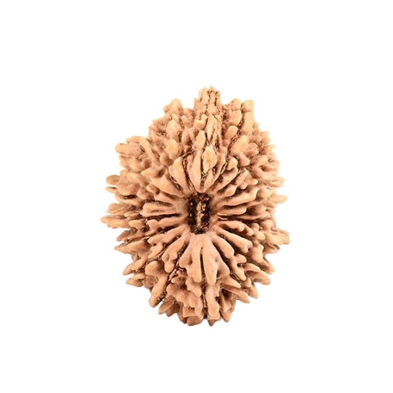 19 Mukhi Rudraksha Beads