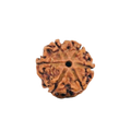 6 Mukhi Rudraksha Beads