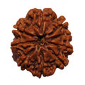 9 Mukhi Rudraksha Beads