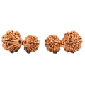Garbh Gauri Rudraksha from Nepal