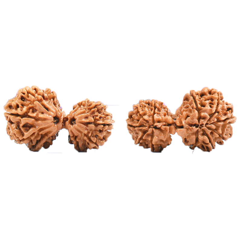 Garbh Gauri Rudraksha from Nepal