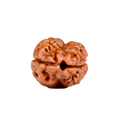 2 Mukhi Rudraksha Beads from Nepal