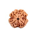4 Mukhi Rudraksha Beads