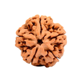 5 Mukhi Rudraksha Beads