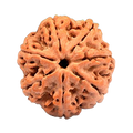 7 Mukhi Rudraksha Beads