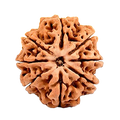 8 Mukhi Rudraksha Beads
