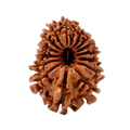 16 Mukhi Rudraksha Beads