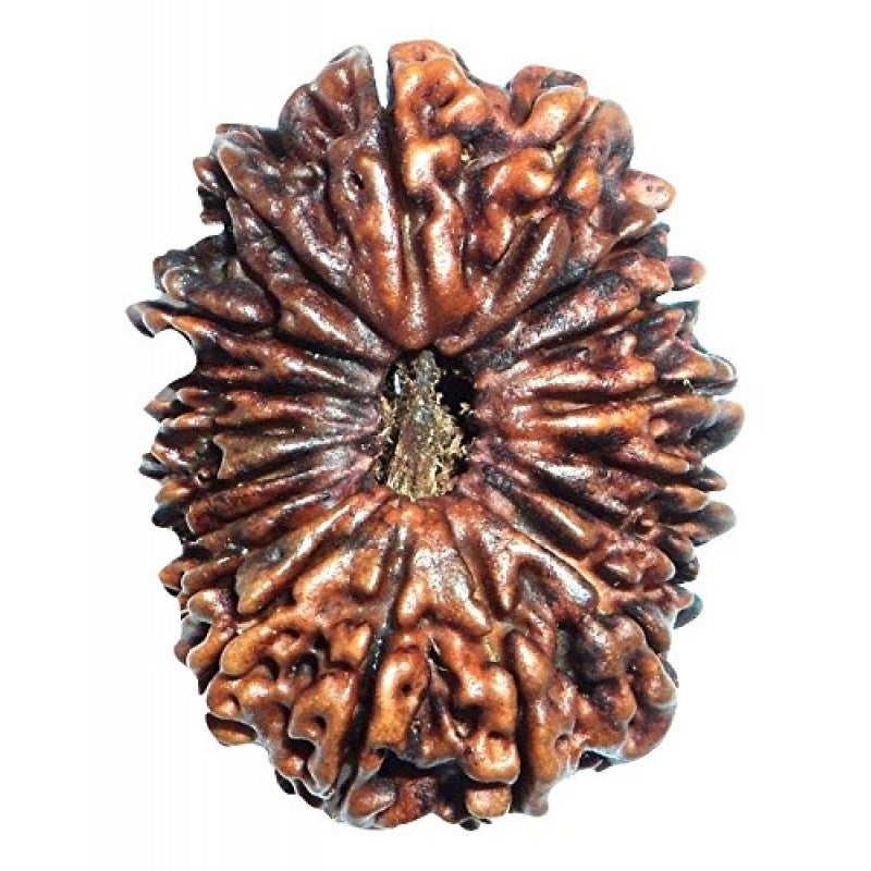 18 Mukhi Rudraksha Beads