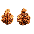 Savar Naag 6 Mukhi Rudraksha from Nepal