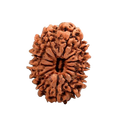 14 Mukhi Rudraksha Beads