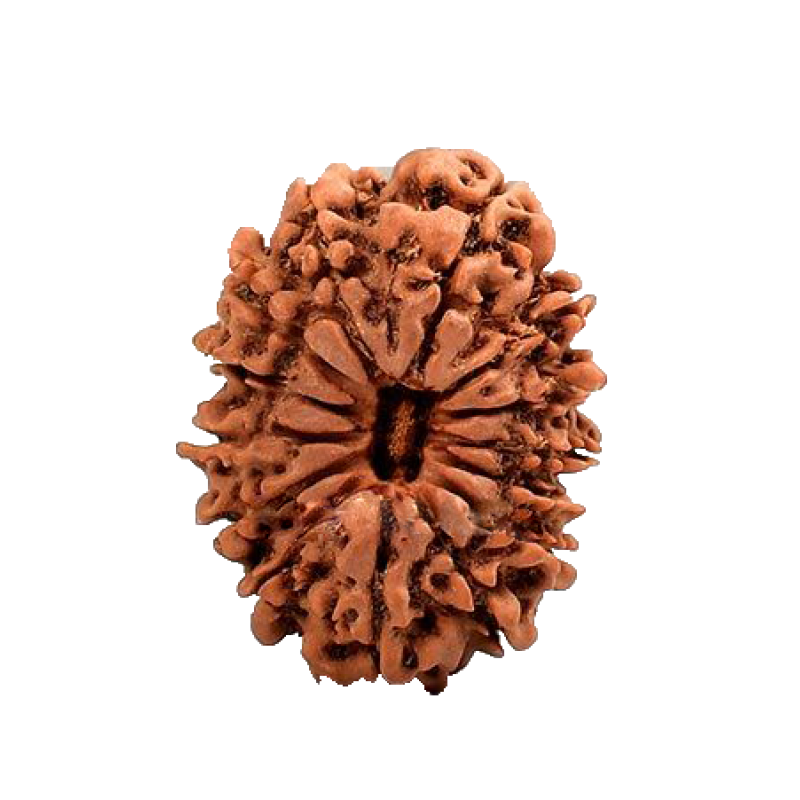 14 Mukhi Rudraksha Beads