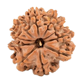 10 Mukhi Rudraksha Beads