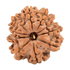 10 Mukhi Rudraksha Beads
