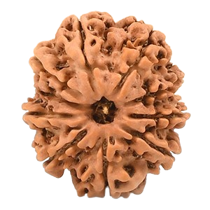 10 Mukhi Rudraksha Beads