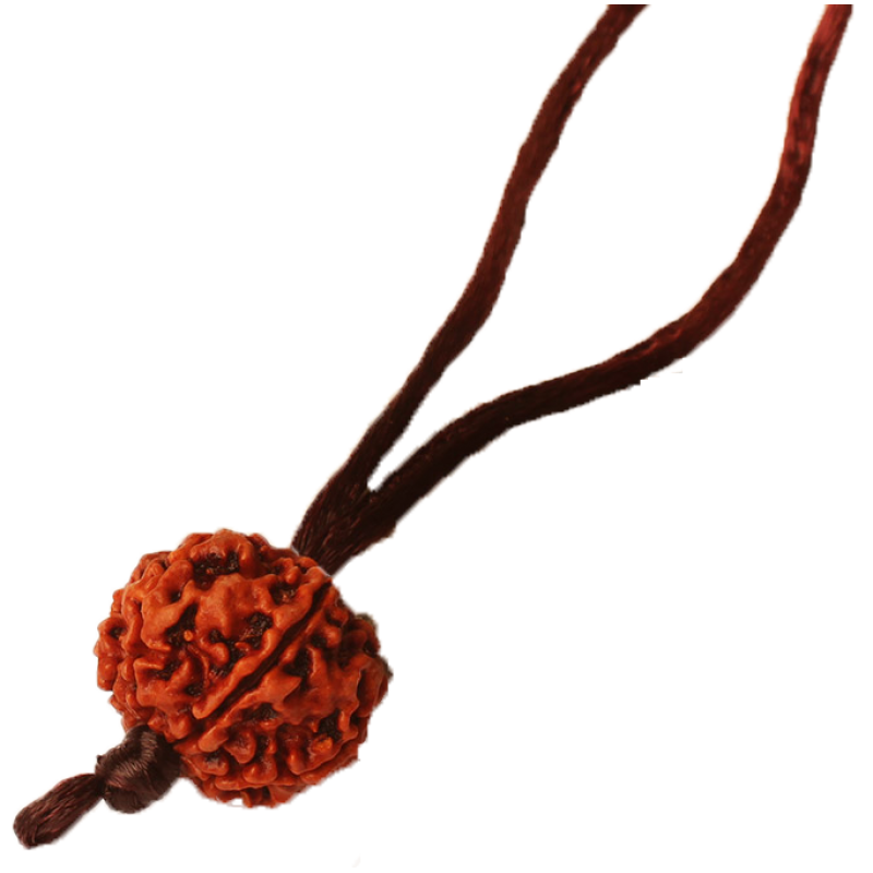 7 Mukhi Nepali Rudraksha Silk Thread Medium 18mm