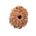 13 Mukhi Rudraksha Beads