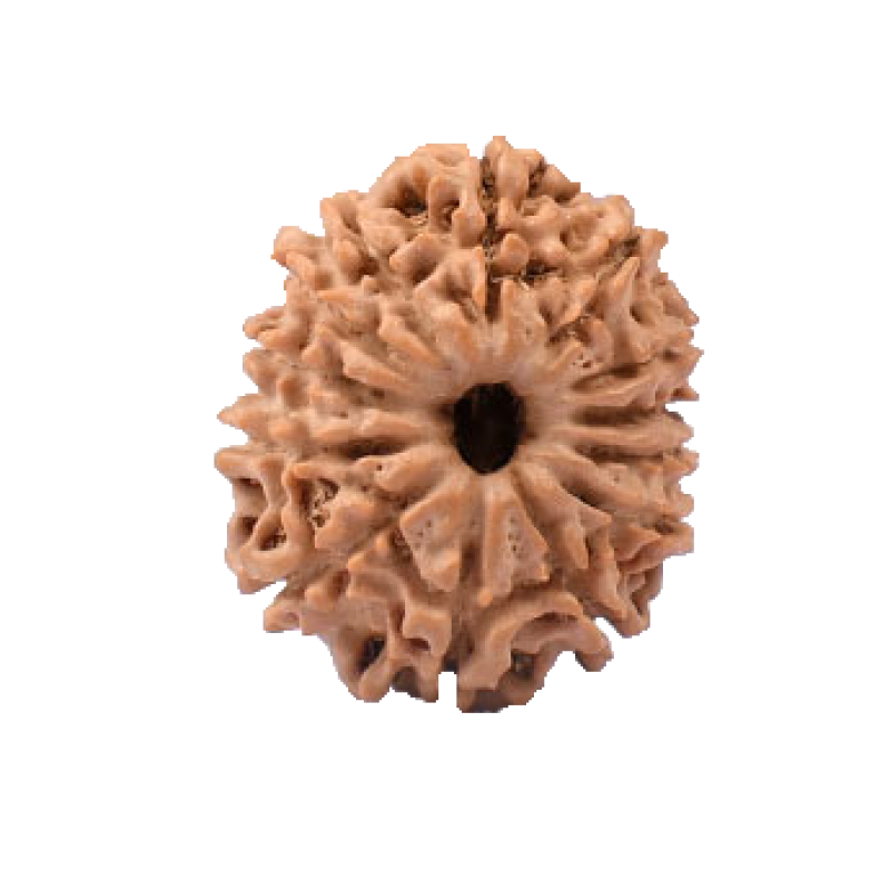 13 Mukhi Rudraksha Beads