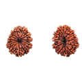 12 Mukhi Rudraksha Beads