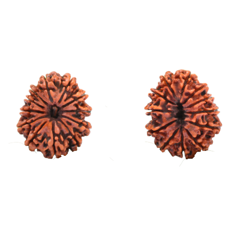 12 Mukhi Rudraksha Beads