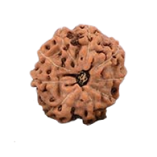 9 Mukhi Rudraksha from Indonesia/Java - Medium (16mm)