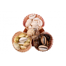 Lucky Cowrie Shells