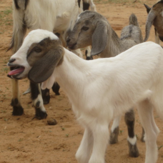 Goat Donation 