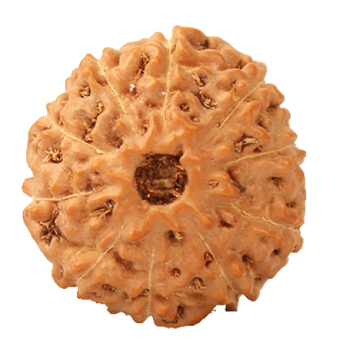 10 Mukhi Rudraksha from Indonesia/Java - Medium 16mm