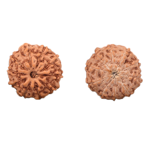 10 Mukhi Rudraksha from Indonesia/Java - Small 13mm