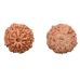 10 Mukhi Rudraksha from Indonesia/Java - Small 13mm