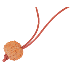 11 Mukhi Rudraksha Java Pendant in Thread 16mm