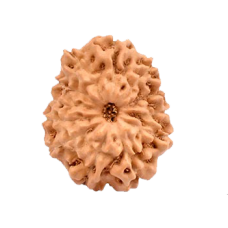 12 Mukhi Rudraksha from Indonesia/Java - Large (16mm-18mm)