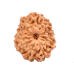 12 Mukhi Rudraksha from Indonesia/Java - Large (16mm-18mm)