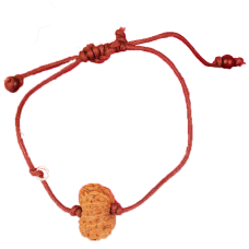 14 Mukhi Rudraksha Java/Indonesia  Bracelet in Thread 19mm