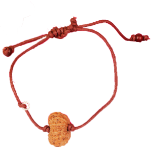 14 Mukhi Rudraksha Java/Indonesia  Bracelet in Thread 22mm