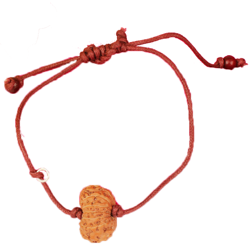14 Mukhi Rudraksha Java/Indonesia  Bracelet in Thread 19mm