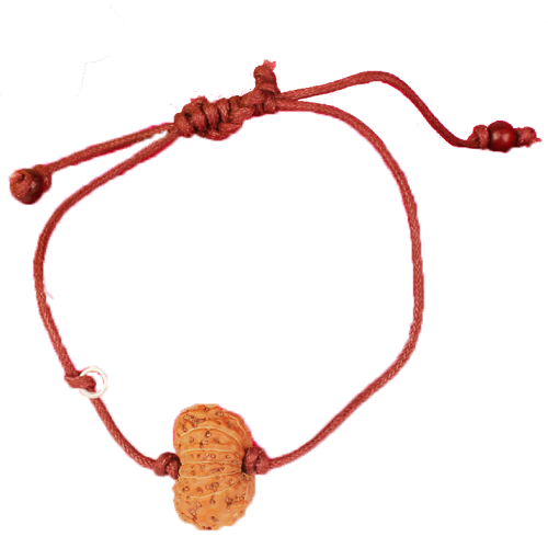 14 Mukhi Rudraksha Java/Indonesia  Bracelet in Thread 15mm - 18mm